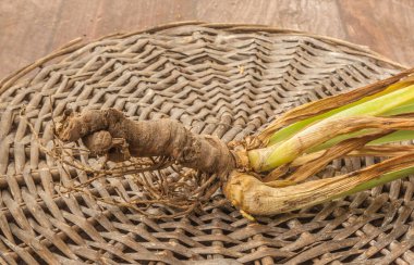 Yeni bir yere yerleşmeden önce kökleri olan bir Alman iris çalısı. İris rizom bölümü.