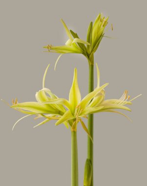 Flower Hippeastrum (amarillis) green    Spider Group 