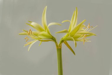 Flower Hippeastrum (amarillis) green    Spider Group 