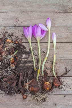 Bulbs  colchicum with flowers and buds on a wooden table.  Flat lay clipart