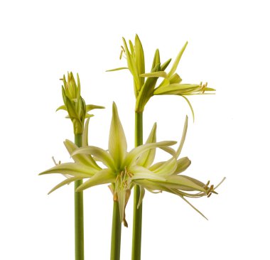 Bloom Hippeastrum (amarillis) yeşil Örümcek Grubu 