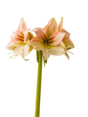 Beyaz arka planda çiçek açan kremalı ve kırmızı hipopotam (amaryllis) Galaksi Grubu Amore izole edilmiş.
