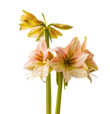 Beyaz arka planda çiçek açan kremalı ve kırmızı hipopotam (amaryllis) Galaksi Grubu Amore izole edilmiş.