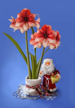 Mavi arka planda, Amarillis (hippeastrum) 