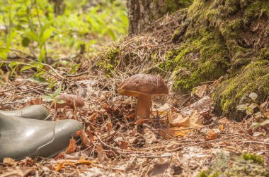 Boletus badius mantarı ormanda