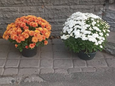 Saksılarda çiçek açan küçük çiçek açan kasımpatı kasımpatıları.