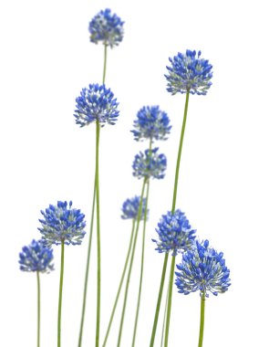 Mavi Allium caeruleum (Mavi küre soğanı) infloresans ya da beyaz arka planda açık mavi sarımsak. Seçici keskinleştirme, ön çiçeğe odaklan.