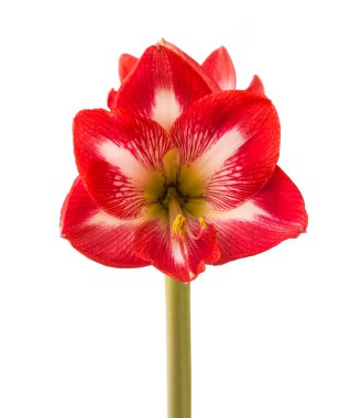 Beyaz ve kırmızı hippistrum (amaryllis) 