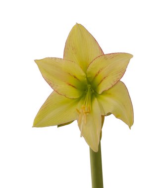 Beyaz zemin üzerinde çiçek açan hippeastrum (amaryllis) Sarı-kırmızı Galaksi Grubu 