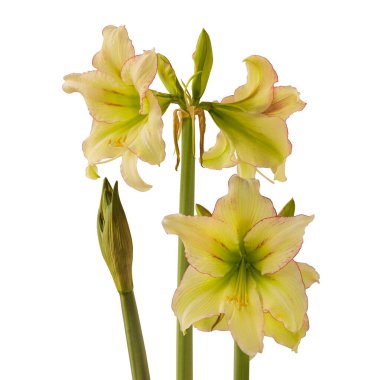 Blooming hippeastrum (amaryllis) Yellow-red  Galaxy Group 