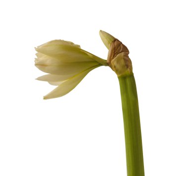 Beyaz arka planda beyaz bir çift hipotezden (amaryllis) oluşan çiçek açan Marquis