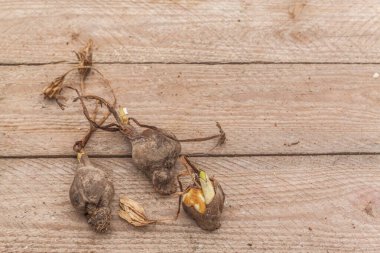 Düz bir masada üç tane Colchicum ampulü vardı..