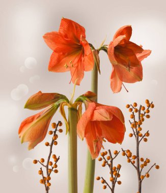 Amaryllis Hippeastrum 