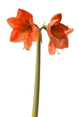 Blooming Amaryllis (Hippeastrum) Galaksi Grubu 