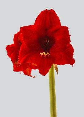 Galaksi grubu Gri arkaplanda 'Arabistan gecesi' Bloom dark-red Hippeastrum (amiaryllis)