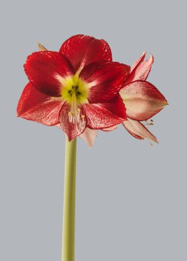 Flowering red and white hippeastrum (amaryllis) Flamenco Queen on a gray background isolated