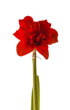Çiçek açan kırmızı Hippeastrum (amarillis) 