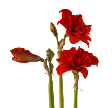 Çiçek açan kırmızı Hippeastrum (amarillis) 