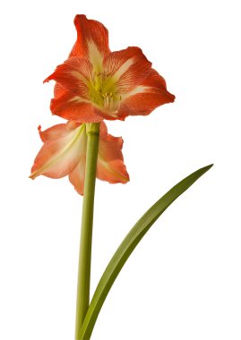 Blooming Amaryllis Hippeastrum  