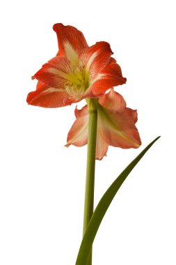 Çiçek açan Amaryllis Hippeastrum Galaksi Grubu 