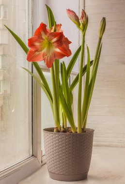 Pencere kenarında Blooming Amaryllis (Hippeastrum) Galaksi Grubu 