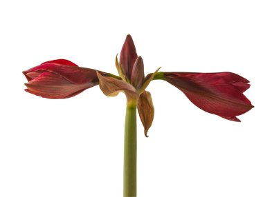 Çiçek koyu kırmızı Hippeastrum (amarillis) Galaksi grubu 'Arap gecesi' beyaz arka planda izole edildi