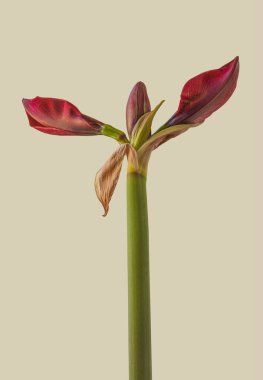 Bud Koyu-Kırmızı Hippeastrum (Amarillis) Galaksi grubu 'Arap Gecesi' gri arka planda izole edildi