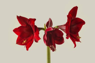 Galaksi grubu Gri arkaplanda 'Arabistan gecesi' Bloom dark-red Hippeastrum (amiaryllis)