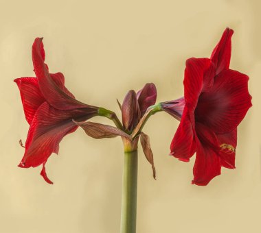 Yeşil zemin üzerinde koyu kırmızı Hippeastrum (amarillis) Galaksi grubu 'Arap gecesi'