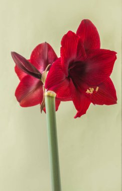 Yeşil zemin üzerinde koyu kırmızı Hippeastrum (amarillis) Galaksi grubu 'Arap gecesi'