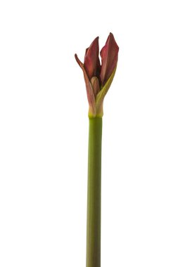 Bud Koyu-Kırmızı Hippeastrum (Amarillis) Galaksi Grubu 'Arap Gecesi' beyaz arka planda izole edildi