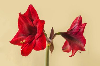 Yeşil zemin üzerinde koyu kırmızı Hippeastrum (amarillis) Galaksi grubu 'Arap gecesi'