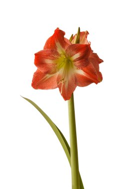 Beyaz arkaplanda çiçek açan Amaryllis (Hippeastrum) 