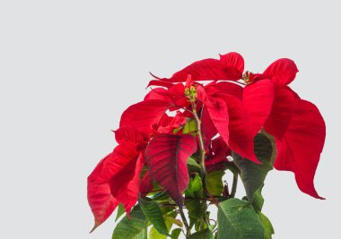 Gri arkaplanda güzel kırmızı noktalama (Euphorbia pulcherrima)