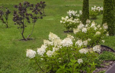 Çiçek açan ortanca çalıları yazın çimlerin ve arborvitae 'nin arka planına karşı. Hydrangea 'nın nefis narin cilvesi bahçede Tardiva' yı panikletiyor..