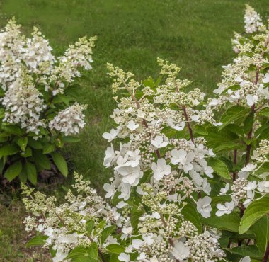 Çiçek açan ortanca çalıları yazın çimlerin ve arborvitae 'nin arka planına karşı. Hydrangea 'nın nefis narin cilvesi bahçede Tardiva' yı panikletiyor..