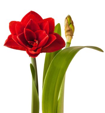 Çiçek açan kırmızı Hippeastrum (amaryllis) 
