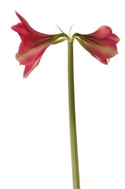 Beyaz arka planda çiçek açan koyu pembe Amaryllis (Hippeastrum) Galaksi Grubu 