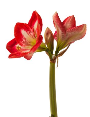 Beyaz ve kırmızı hippistrum (amaryllis) 