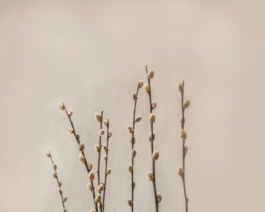 Gri arka planda kabarık gri tomurcukları olan söğüt dalları. Paskalya ve bahar konsepti.