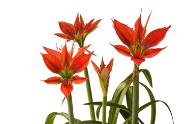 Bloom  Species  hippeastrum (amaryllis) Aulicum or Lily of the Palace  on white  background isolated. 