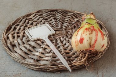 Gri bir masa üzerinde Stagonosporosis ve bahçe işaretiyle bir ampul (amaryllis)