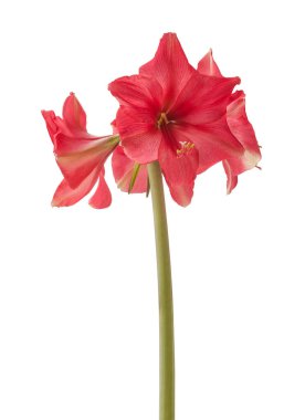 Beyaz arka planda çiçek açan koyu pembe Amaryllis (Hippeastrum) Galaksi Grubu 