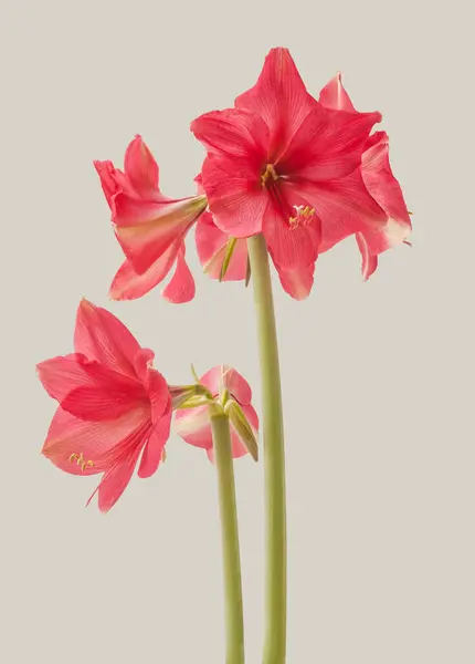 Blooming  dark pink  Amaryllis (Hippeastrum)   Galaxy Group \