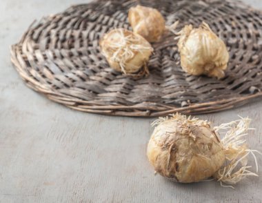 Sonbaharda ya da kışın bahçeye dikmeden önce gri arka planda kökleri olan dört ampul fritillaria Persica Alba. Seçici keskinlik, yüzeysel alan derinliği