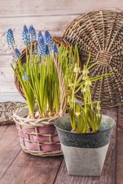 Tender blue and white flowering muscari in baskets on a wooden background. Background for calendar, postcards.