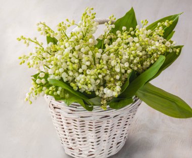 Vadinin çiçekli zambakları (Convallaria majalis) gri bir arka planda beyaz sepetin içinde. Fransa 'da 1 Mayıs' ın sembolü 