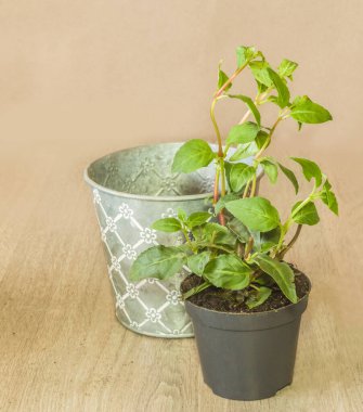 Kahverengi bir arka planda, vintage ekicilerin yanında genç funsia çalıları filizleri olan esrar.