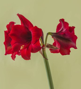 Yeşil zemin üzerinde koyu kırmızı Hippeastrum (amarillis) Galaksi grubu 'Arap gecesi'