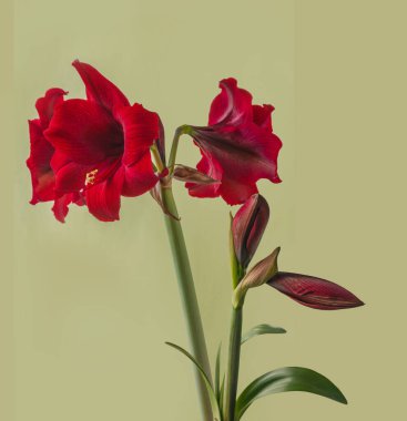 Yeşil zemin üzerinde koyu kırmızı Hippeastrum (amarillis) Galaksi grubu 'Arap gecesi'